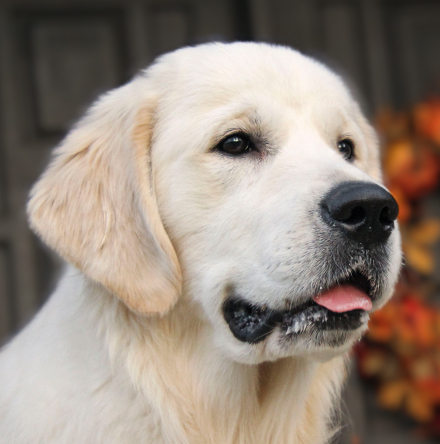 Dutch - Regalgoldens Dutch Treat